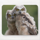 Search for horned owl mousepads Photography