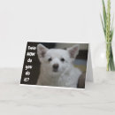 Search for spitz cards Veterinarian
