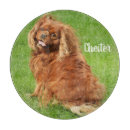 Search for ruby cavalier king charles spaniel Puppy