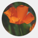 Search for california poppies stickers Nature
