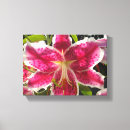 Search for day lily Red