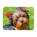 Search for dog ear magnets Superstock