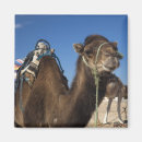 Search for tunisia magnets Camel