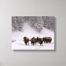 Search for bison canvas prints Snow