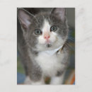 Search for grey hair postcards Kitten