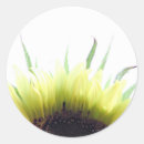 Search for cheery stickers Sunflower