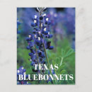Search for texas bluebonnet postcards Floral