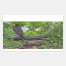 Search for american robin stickers Animals