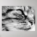 Search for kitty face art Kitties