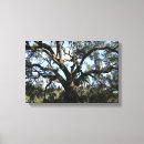 Search for big tree canvas prints Nature