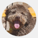 Search for bench stickers Dog