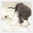 Search for chocolate labrador stickers Brown
