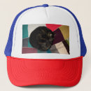 Search for sleeping cat hats Cats