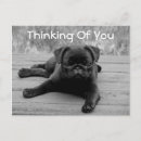 Search for pug puppies postcards Pugs
