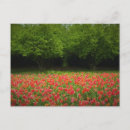Search for tulip tree postcards Trees