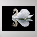 Search for white swan posters Reflection
