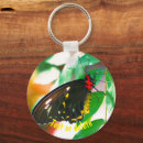 Search for butterfly on black key rings Nature