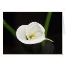 Search for cala lily Flower