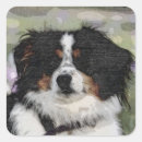 Search for australian shepherd stickers Herding