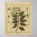 Search for medicinal herbs posters Botanical