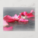 Search for pink petals postcards Rose