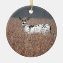 Search for piebald Piebald deer