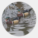 Search for wood duck stickers Drake