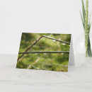 Search for droplet cards Photography