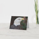 Search for eagles note cards Bird