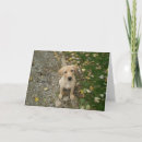 Search for golden retriever puppy birthday cards Happy