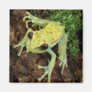 Search for tree frog magnets Full length