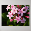 Search for minimalist background posters Pink