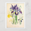 Search for purple iris postcards Illustration