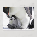 Search for two penguins postcards Outdoors