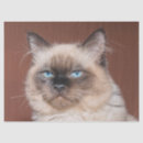 Search for paper doll cats Kitten