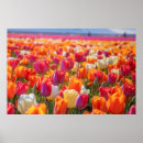 Search for full bloom Colorful