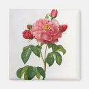 Search for rosa magnets 19th