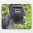Search for silverback gorilla electronics Primate
