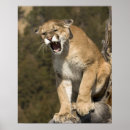 Search for puma concolor Usa