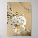 Search for spring cherry blossom posters Blossoms