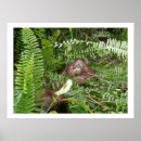 Search for nosy posters Wildlife