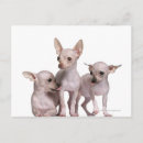 Search for old post office postcards Dogs