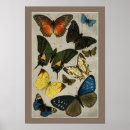 Search for entomology posters Butterfly