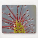 Search for macro mousepads Plant
