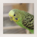 Search for kiwi puzzles Green