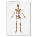Search for ulna Tibia