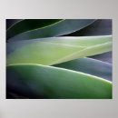 Search for succulent posters Grow