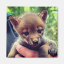 Search for coyote magnets Animals