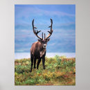 Search for caribou art Rangifer tarandus