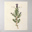 Search for blackwell posters Botanical